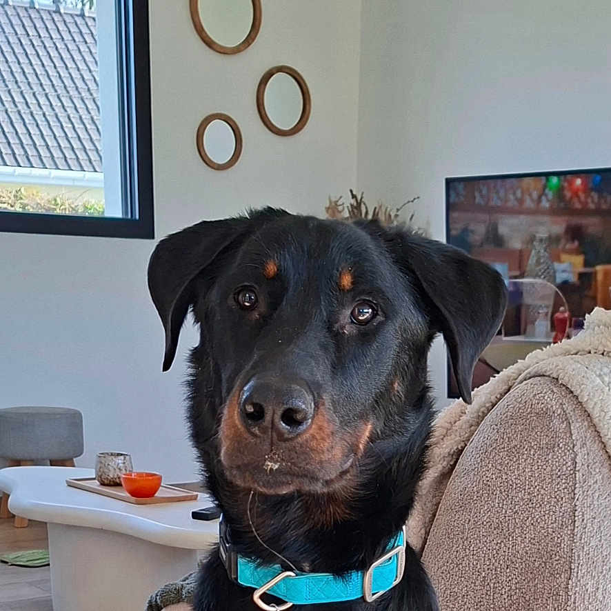 Aslow a rejoint le concours — aidez-le/la à gagner de superbes lots ! dog, black_dog, blue_collar, couch, living_room, window, wall_decoration, television, table, bowl, indoor, pet, furniture, canine, house, domestic_animal, sitting, portrait, curious, cozy