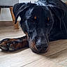 Aslow participe au concours pour gagner de l'argent avec cette photo : rottweiler, dog, sleeping, floor, wooden_floor, indoor, pet, canine, relaxed, resting, black_dog, brown_markings, paw, napping, animal, fur, domestic_animal, closeup, quiet, calm