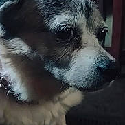 Tia is registered to the contest to win money with this photo: dog, close_up, indoor, pet, fur, animal, canine, portrait, face, expression, domestic_animal, furry, sitting, looking_away, side_view, household, quiet, calm, companion, indoors
