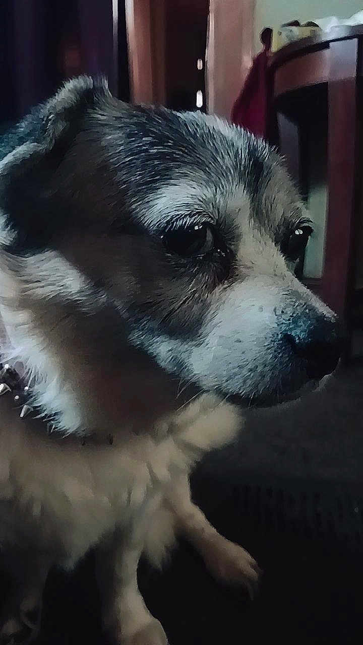 Tia is registered to the contest to win money with this photo: dog, close_up, indoor, pet, fur, animal, canine, portrait, face, expression, domestic_animal, furry, sitting, looking_away, side_view, household, quiet, calm, companion, indoors