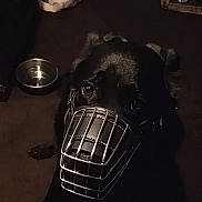Hyperion joined the competition — help win amazing prizes! dog, muzzle, metal_bowl, indoor, dark_lighting, black_dog, small_dog, resting, floor, furniture, pet, animal, canine, muzzle_dog, looking_up, quiet, companion, household, domestic, relaxed