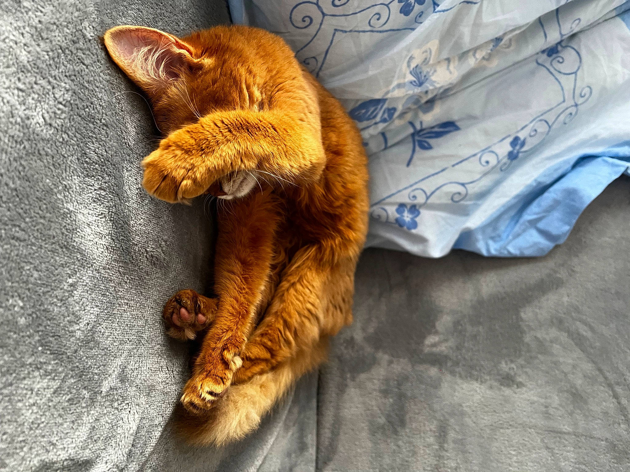 Nala a rejoint le concours — aidez-le/la à gagner de superbes lots ! canidae, carnivore, cat, claw, comfort, companion_dog, dog_breed, domestic_short_haired_cat, fawn, felidae, fur, human_leg, linens, paw, small_to_medium_sized_cats, snout, sporting_group, tail, whiskers, wood