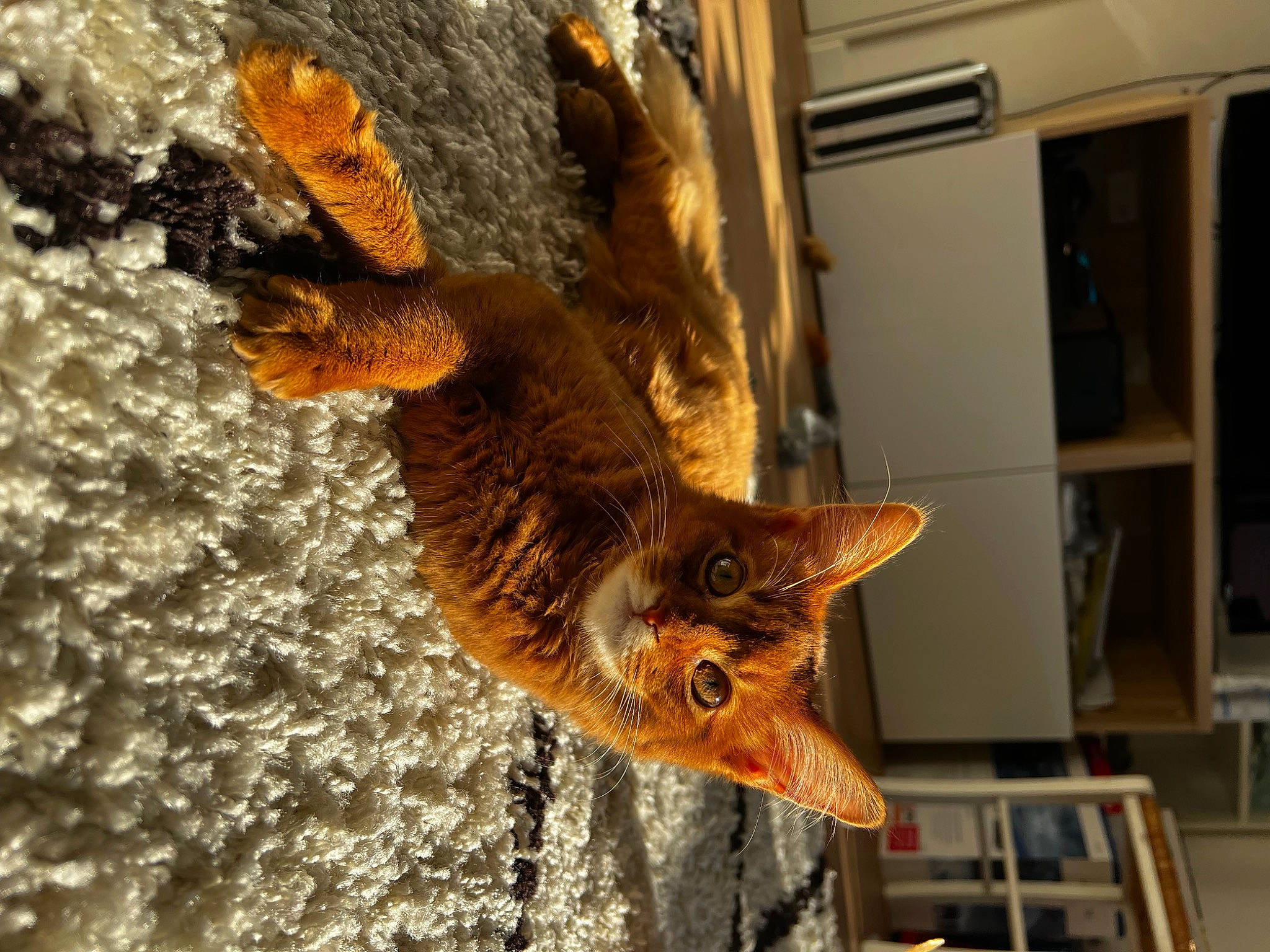 Nala participe au concours pour gagner de l'argent avec cette photo : beak, bird, bird_of_prey, carnivore, cat, falconiformes, fawn, feather, felidae, fur, metal, owl, small_to_medium_sized_cats, snout, tail, terrestrial_animal, whiskers, window, wing, wood