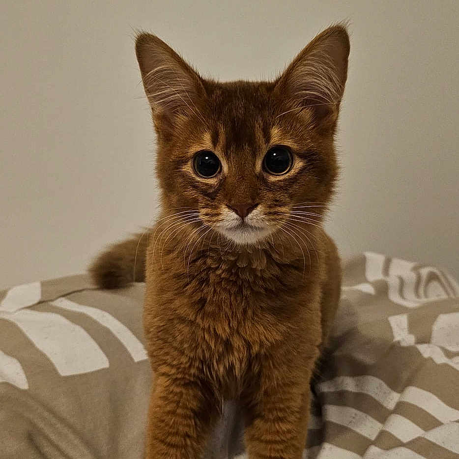 Nala
