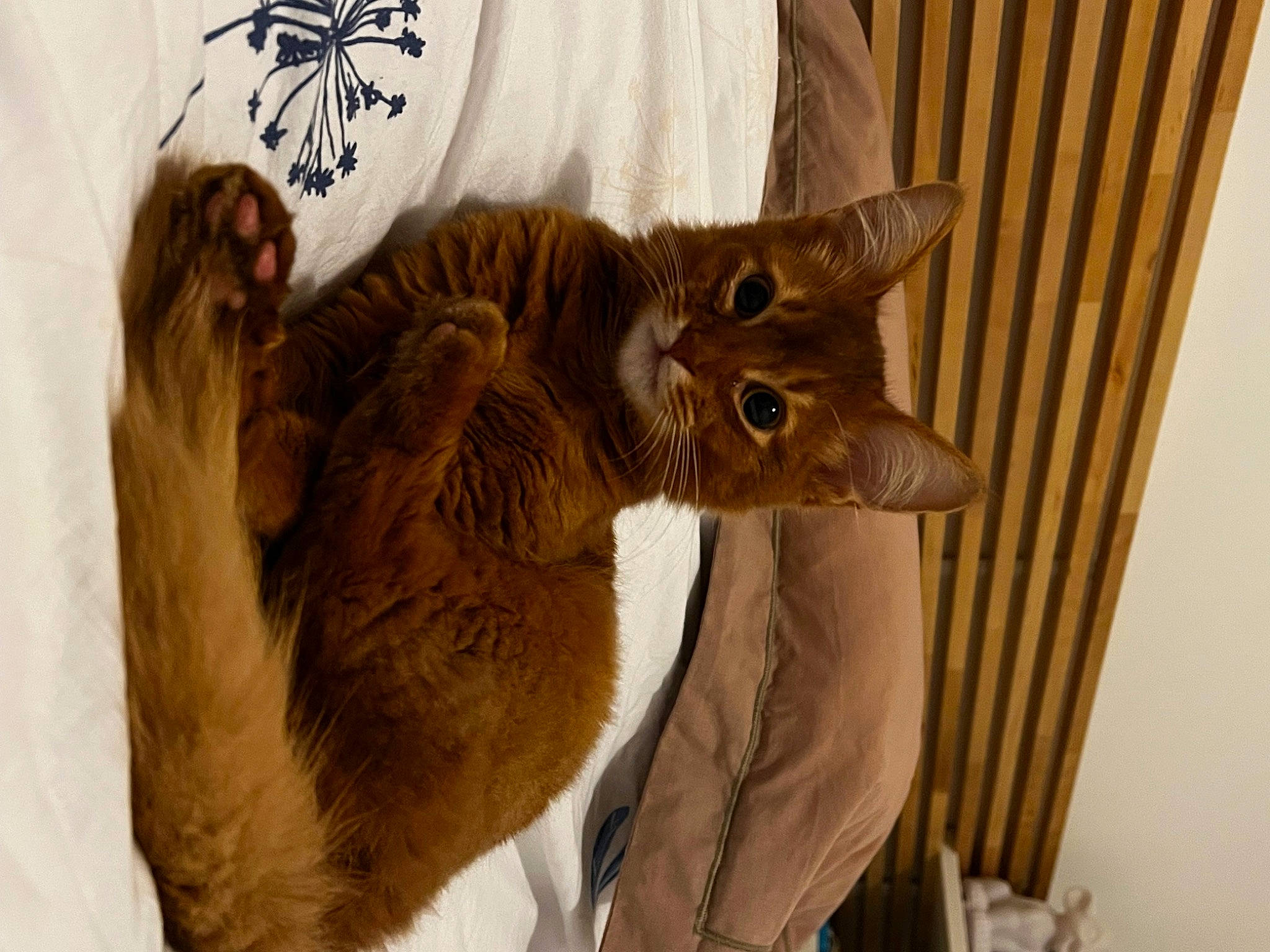 Nala a rejoint le concours — aidez-le/la à gagner de superbes lots ! cat, claw, comfort, domestic_short_haired_cat, felidae, fur, gesture, linens, paw, small_to_medium_sized_cats, tail, whiskers, wood