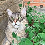 Arnold joined the competition — help win amazing prizes! animal, brick_wall, cat, closeup, curious, ears, fluffy, fur, garden, green_eyes, greenery, leaves, muzzle, nature, outdoor, pet, plant, portrait, resting, whiskers
