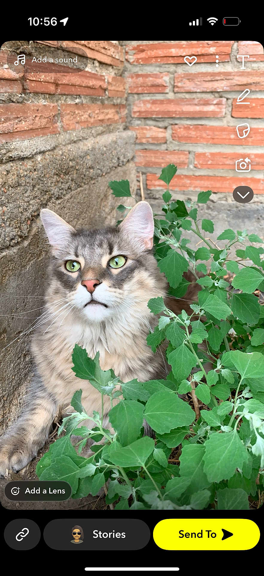 Arnold joined the competition — help win amazing prizes! animal, brick_wall, cat, closeup, curious, ears, fluffy, fur, garden, green_eyes, greenery, leaves, muzzle, nature, outdoor, pet, plant, portrait, resting, whiskers