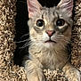 animal, carpet, cat, close_up, cozy, curious, cute, ears, face, feline, fur, indoor, kitten, looking, paws, pet, portrait, whiskers, wide_eyes, young
