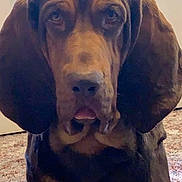 Huckleberry is registered to the contest to win money with this photo: dog, pet, indoor, carpet, window, blinds, brown, ears, face, animal, mammal, portrait, canine, sitting, domestic, fur, looking, expression, closeup, companion