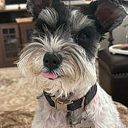 Lexi is registered to the contest to win money with this photo: dog, schnauzer, pet, close_up, indoor, collar, tag, fur, beard, tongue, cute, black_and_white, animal, face, ears, expression, domestic, companion, cute_pet, portrait