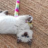 Beebou participe au concours pour gagner de l'argent avec cette photo : cat, kitten, fluffy, white_fur, blue_eyes, gray_markings, lying_down, upside_down, playful, toy, wand_toy, woven_rug, indoor, pet, animal, portrait, cute, relaxed, carpet, closeup