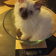 Beebou a rejoint le concours — aidez-le/la à gagner de superbes lots ! cat, kitten, fluffy, white_fur, blue_eyes, animal, pet, sitting, indoors, kitchen, dining_table, glass_bowl, digital_scale, weighing, portrait, looking_at_camera, pointy_ears, long_fur, home, warm_lighting