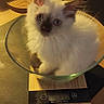 cat, kitten, fluffy, white_fur, blue_eyes, animal, pet, sitting, indoors, kitchen, dining_table, glass_bowl, digital_scale, weighing, portrait, looking_at_camera, pointy_ears, long_fur, home, warm_lighting