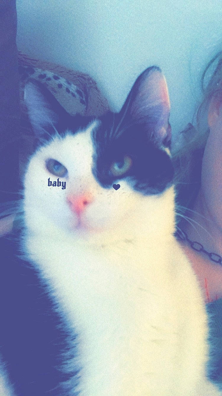 Penguin is registered to the contest to win money with this photo: art, carnivore, cat, cloud, cumulus, domestic_short_haired_cat, electric_blue, felidae, fur, love, meteorological_phenomenon, paw, sky, small_to_medium_sized_cats, snout, square, tail, whiskers