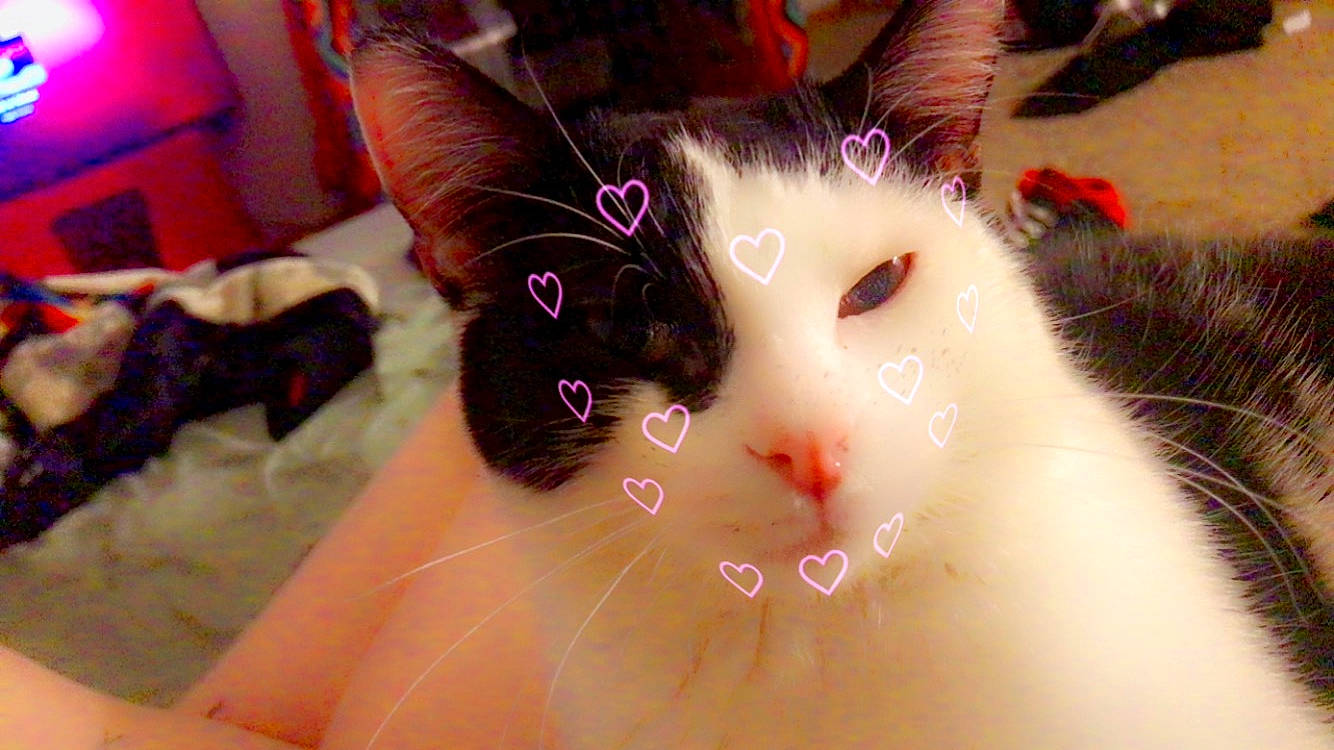 Penguin is registered to the contest to win money with this photo: art, carnivore, cat, eyelash, fawn, felidae, foot, fur, magenta, natural_material, paw, pink, small_to_medium_sized_cats, snout, snowman, tail, toy, whiskers