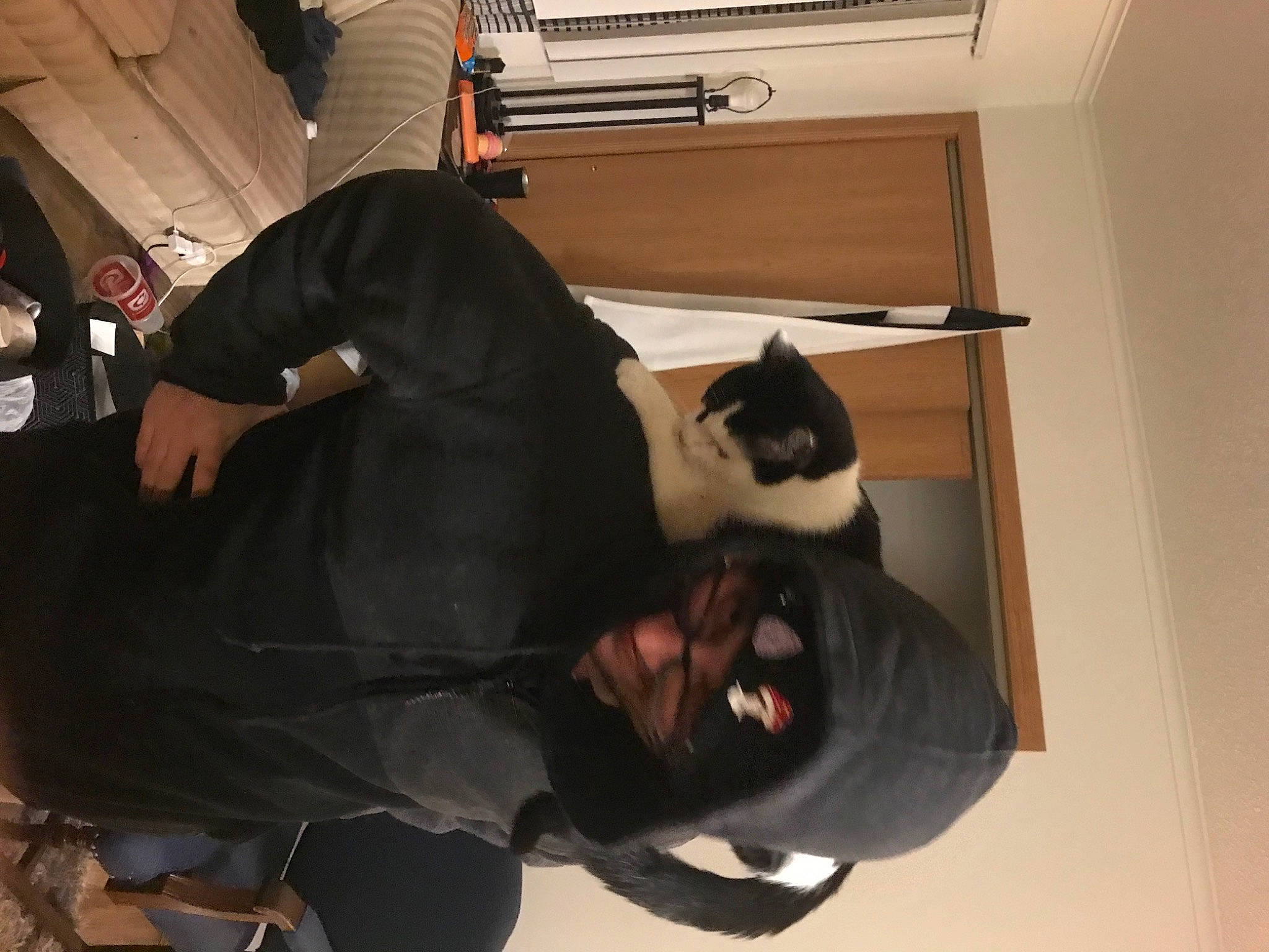 Penguin is registered to the contest to win money with this photo: cat, comfort, event, eyewear, felidae, flooring, formal_wear, fur, room, sitting, small_to_medium_sized_cats, tail, whiskers, wood