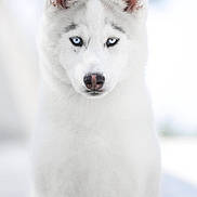 Alpha a rejoint le concours — aidez-le/la à gagner de superbes lots ! dog, husky, white_fur, blue_eyes, portrait, animal, pet, snow, outdoor, canine, cute, furry, ears, sitting, winter, nature, muzzle, face, fur, alert