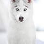 dog, husky, white_fur, blue_eyes, portrait, animal, pet, snow, outdoor, canine, cute, furry, ears, sitting, winter, nature, muzzle, face, fur, alert