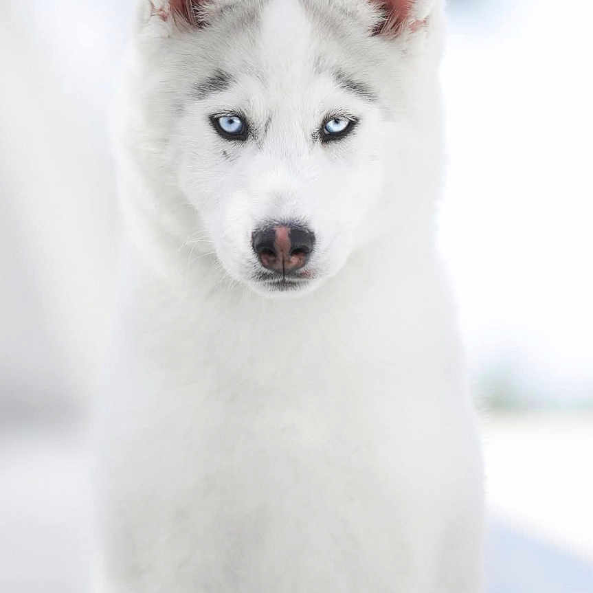 Alpha a rejoint le concours — aidez-le/la à gagner de superbes lots ! alert, animal, blue_eyes, canine, cute, dog, ears, face, fur, furry, husky, muzzle, nature, outdoor, pet, portrait, sitting, snow, white_fur, winter