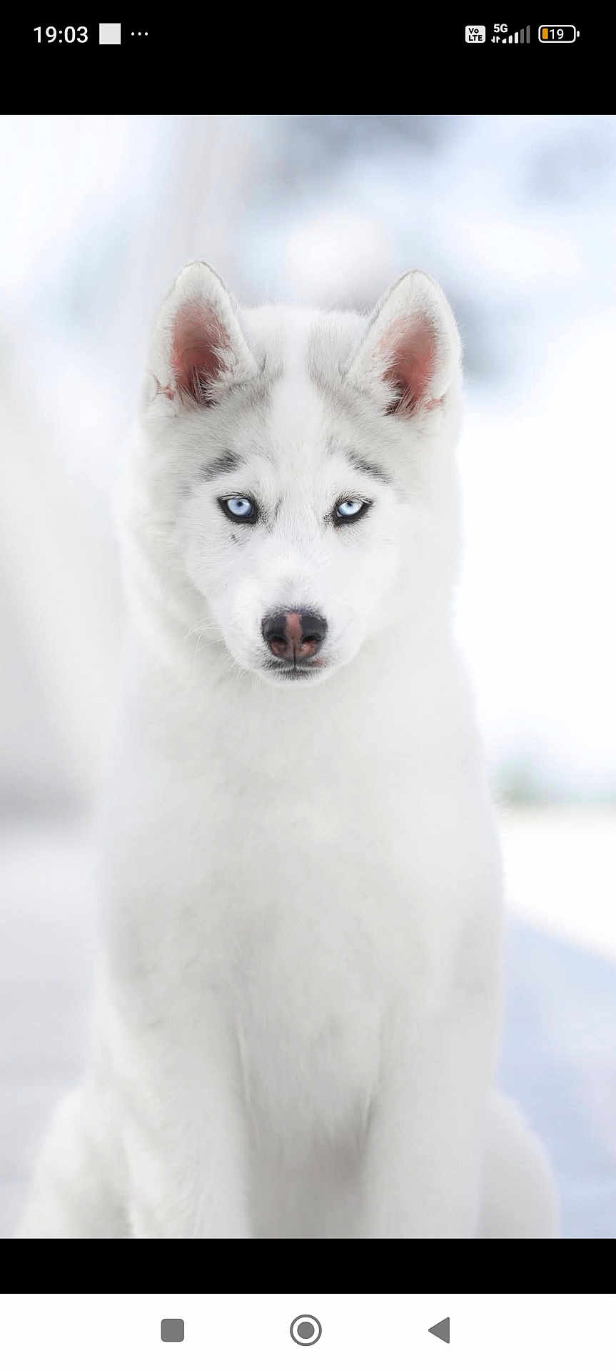Alpha a rejoint le concours — aidez-le/la à gagner de superbes lots ! dog, husky, white_fur, blue_eyes, portrait, animal, pet, snow, outdoor, canine, cute, furry, ears, sitting, winter, nature, muzzle, face, fur, alert
