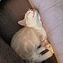 kitten, sleeping, cat, feline, fur, cushion, resting, cute, cozy, indoors, pet, whiskers, paw, relaxed, young, small, soft, comfort, animal, nap