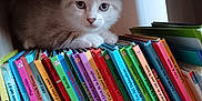 Vanille participe au concours pour gagner de l'argent avec cette photo : kitten, cat, bookshelf, children_books, colorful, indoors, cozy, feline, curious, pet, nook, shelf, animal, young_cat, reading, literature, cute, small, resting, quiet