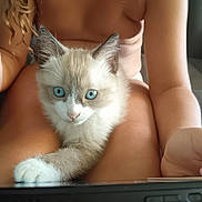 Cookie a rejoint le concours — aidez-le/la à gagner de superbes lots ! kitten, cat, blue_eyes, child, lap, tablet, curly_hair, paw, indoor, close_up, pet, cute, furry, young, playing, technology, skin, animal, domestic_animal, focus