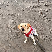 Klaus is registered to the contest to win money with this photo: animal, attentive, beach, canine, companion, cute, dog, footprints, labrador, nature, outdoor, pet, playful, red_clothing, sand, sitting, stick, sweater, winter_clothing, yellow_lab