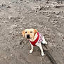 animal, attentive, beach, canine, companion, cute, dog, footprints, labrador, nature, outdoor, pet, playful, red_clothing, sand, sitting, stick, sweater, winter_clothing, yellow_lab