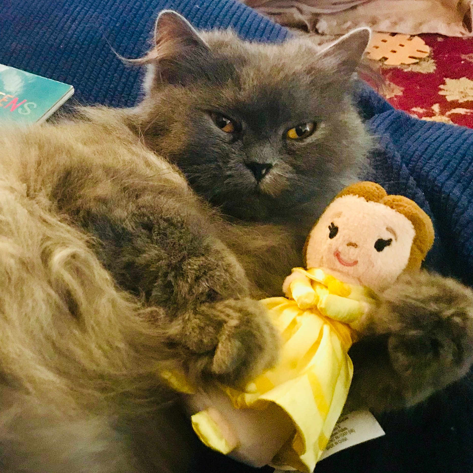 Bella is registered to the contest to win money with this photo: asian, british_longhair, british_semi_longhair, british_shorthair, carnivore, cat, chartreux, domestic_short_haired_cat, fawn, felidae, fur, kitten, korat, mammal, nebelung, persian, russian_blue, small_to_medium_sized_cats, whiskers