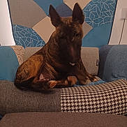 Athya participe au concours pour gagner de l'argent avec cette photo : animal, armchair, brindle, brown, canine, cozy, dog, domestic, ears, fabric, furniture, home, indoor, living_room, patchwork, pattern, pet, relaxing, resting, seat