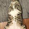 Professor White Paws is registered to the contest to win money with this photo: animal, belly_up, cat, cute, ears, feline, funny_pose, indoor, lying_down, paws, pet, portrait, relaxed, rug, striped_fur, tabby_cat, whiskers, white_fur, wooden_floor, yellow_eyes