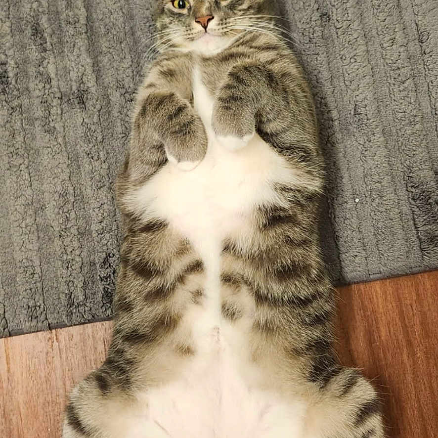 Professor White Paws