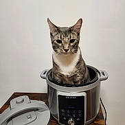 Professor White Paws joined the competition — help win amazing prizes! animal, cat, cooker_lid, cooking_appliance, countertop, ears, funny, gray_fur, indoors, instant_pot, kitchen, pet, portrait, pressure_cooker, sitting, striped_fur, tabby_cat, whiskers, white_chest, wooden_table
