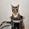 animal, cat, cooker_lid, cooking_appliance, countertop, ears, funny, gray_fur, indoors, instant_pot, kitchen, pet, portrait, pressure_cooker, sitting, striped_fur, tabby_cat, whiskers, white_chest, wooden_table