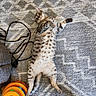 Rebel is registered to the contest to win money with this photo: belly_up, cables, carpet, cat, ears, eyes, face, indoor, kitten, lying_down, orange_toy, paw, pet, playful, relaxed, rug, spotted_fur, tabby, toy, whiskers