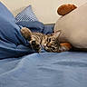 Rebel is registered to the contest to win money with this photo: animal, bed, bedroom, blanket, blue, cat, cozy, eyes, fur, indoors, lying_down, paws, pet, pillows, playful, portrait, relaxed, tabby, upside_down, whiskers