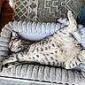 animals, bed, belly_up, blanket, cat, cats, cozy, cute, fur, home, indoors, kitten, nap, pet, plush, relaxed, resting, sleeping, spotted, tabby