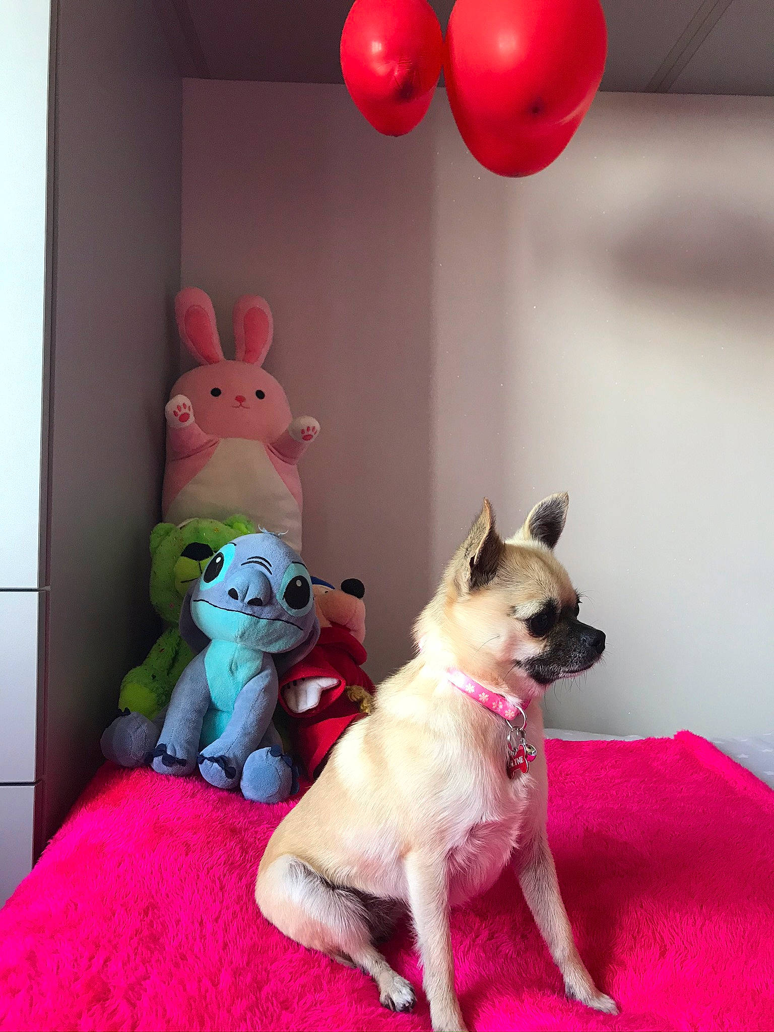 Olyne participe au concours pour gagner de l'argent avec cette photo : balloon, canidae, carnivore, companion_dog, dog, dog_breed, dog_toy, fawn, french_bulldog, non_sporting_group, party_supply, pink, snout, toy
