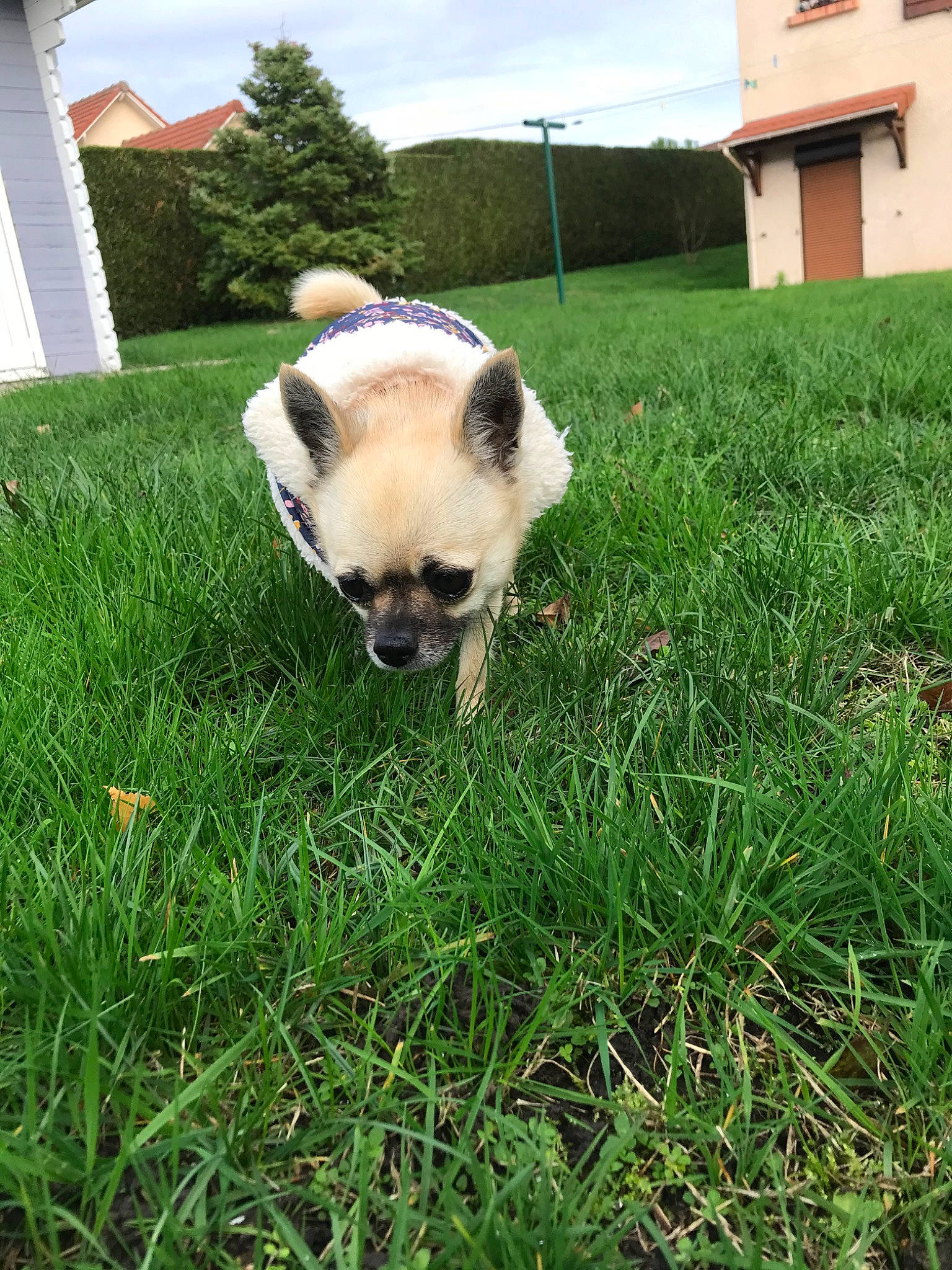 Olyne participe au concours pour gagner de l'argent avec cette photo : canidae, carnivore, companion_dog, dog, dog_breed, fawn, grass, lawn, mammal, plant, pug, puppy, snout, toy_dog, vertebrate