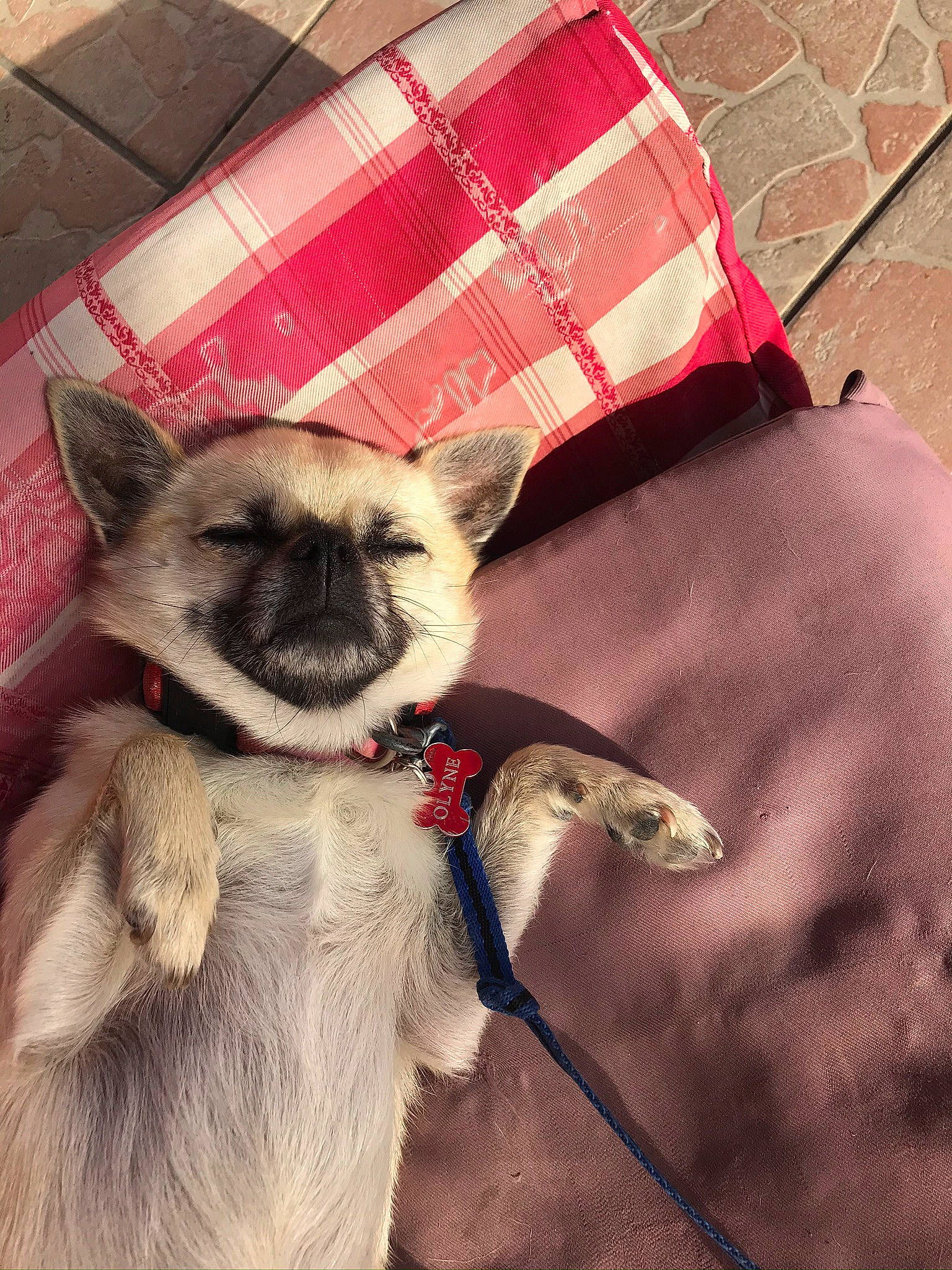 Olyne participe au concours pour gagner de l'argent avec cette photo : balinese, birman, canidae, carnivore, cat, dog, dog_breed, fawn, felidae, mammal, norwegian_elkhound, siamese, small_to_medium_sized_cats, snout, thai, tonkinese, whiskers