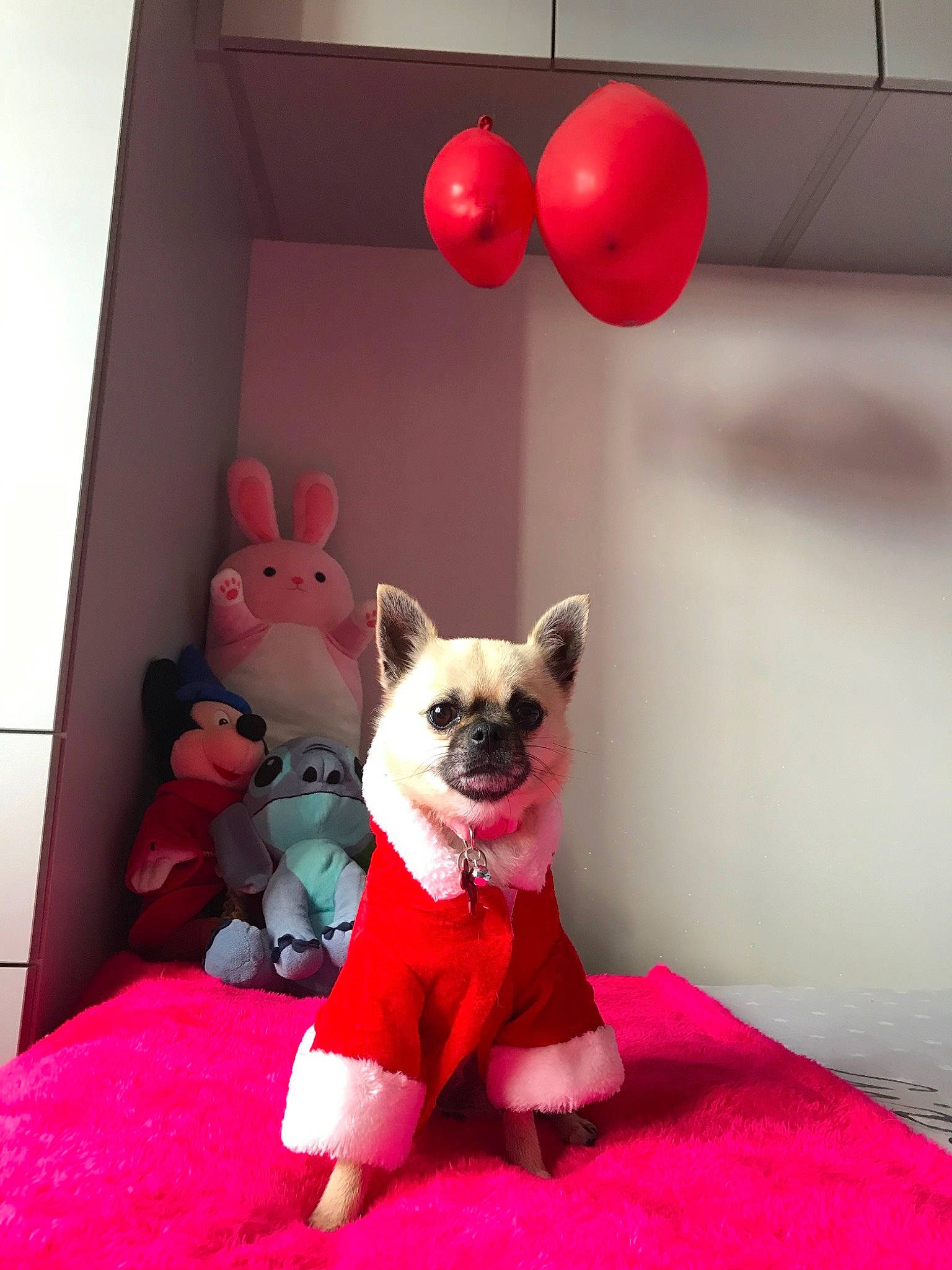 Olyne a rejoint le concours — aidez-le/la à gagner de superbes lots ! canidae, carnivore, companion_dog, dog, dog_breed, dog_clothes, dog_toy, fawn, french_bulldog, non_sporting_group, pink, puppy, red, room
