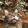 Ombre participe au concours pour gagner de l'argent avec cette photo : cat, close_up, curiosity, curious, domestic_animal, dried_flowers, fluffy, fur, green_eyes, home_decor, indoor, long_hair, pet, plant, portrait, table, vase, whiskers, wide_eyes, wooden_table