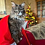 blurred_background, cat, christmas_tree, couch, cozy, decor, feline, festive, fur, holiday, indoor, lights, long_hair, pet, portrait, red, santa_hat, warm_lighting, whiskers, white