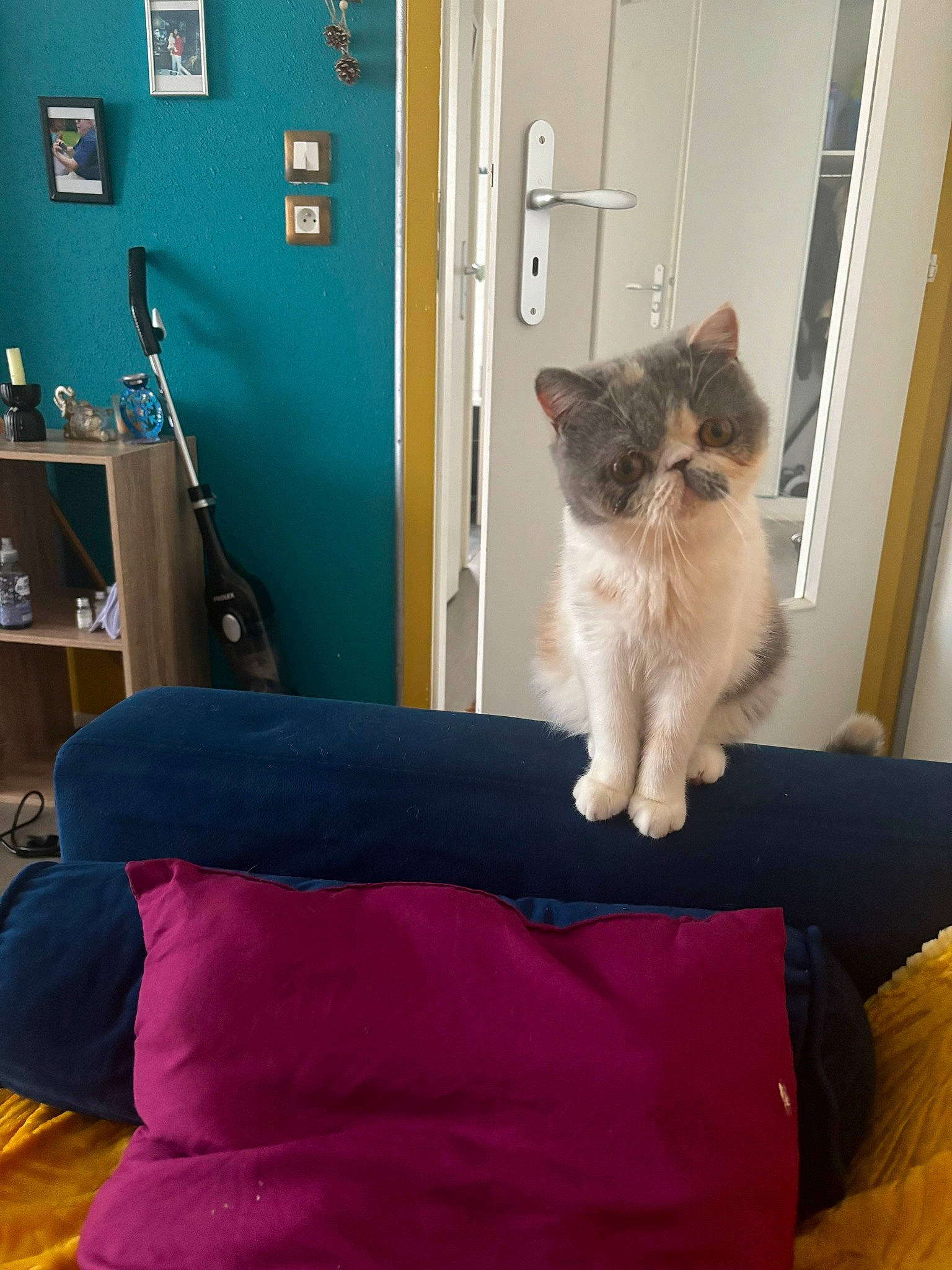 Bounty participe au concours pour gagner de l'argent avec cette photo : blue, carnivore, cat, chair, comfort, domestic_short_haired_cat, door, fawn, felidae, floor, flooring, grey, hardwood, magenta, picture_frame, purple, small_to_medium_sized_cats, tail, whiskers, wood