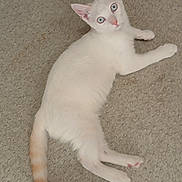 Chamallow a rejoint le concours — aidez-le/la à gagner de superbes lots ! animal, blue_eyes, carpet, cat, cute, domestic_animal, ears, feline, fur, indoor, kitten, looking_up, lying_down, orange_tail, paw, pet, tail, whiskers, white_cat, young_cat