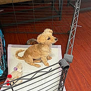 Luna joined the competition — help win amazing prizes! puppy, dog, playpen, pet, toy, food_bowl, floor, wood_floor, absorbent_pad, indoor, small_dog, tan_dog, cute, sitting, furniture, home, pet_care, cozy, animal, companion