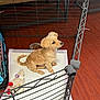 puppy, dog, playpen, pet, toy, food_bowl, floor, wood_floor, absorbent_pad, indoor, small_dog, tan_dog, cute, sitting, furniture, home, pet_care, cozy, animal, companion