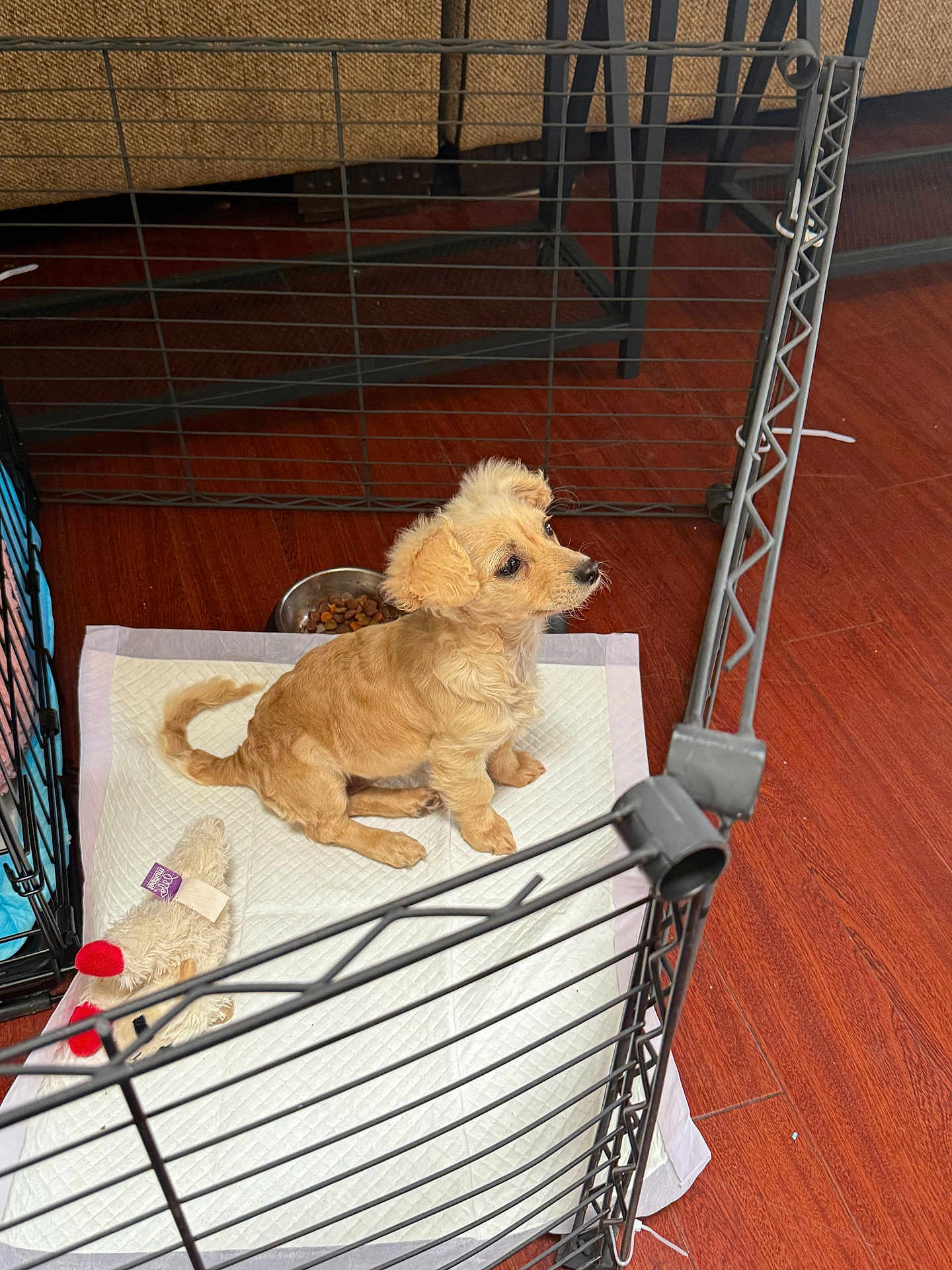 Luna joined the competition — help win amazing prizes! puppy, dog, playpen, pet, toy, food_bowl, floor, wood_floor, absorbent_pad, indoor, small_dog, tan_dog, cute, sitting, furniture, home, pet_care, cozy, animal, companion