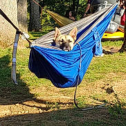 Luka is registered to the contest to win money with this photo: dog, hammock, outdoor, tree, grass, sunlight, leash, people, relaxing, nature, forest, shade, summer, recreation, park, animal, canine, vacation, resting, daytime
